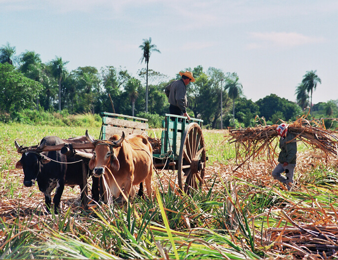 Producteurs sucre blond Ã©quitable bio coopÃ©rative Manduvira du Paraguay